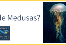 ¿Invasión de Medusas?