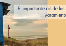El importante rol de los guardavidas en los varamientos de fauna marina