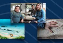 Fondo azul con ondas blancas, arriba foto de investigadores con un fósil, a la derecha ilustración de peces prehistóricos descansando sobre el lecho marino y a la derecha roca con una marca fósil. Arriba a la derecha logo del CONICET Mar del Plata